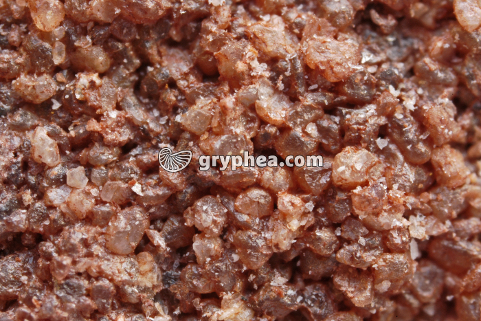 Grès vosgien x7 - gryphea.com